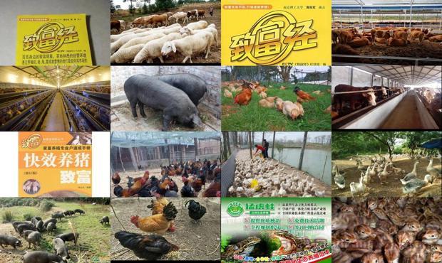 详细阅读:养殖业加盟项目有哪些 - 养殖业加盟项目致富经 养殖业加盟项目有哪些 - 养殖业加盟项目致富经