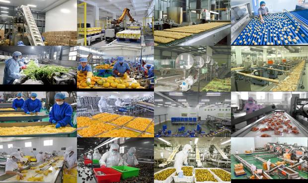 详细阅读:农产品加工项目建议书 - 农产品加工项目大全 农产品加工项目建议书 - 农产品加工项目大全