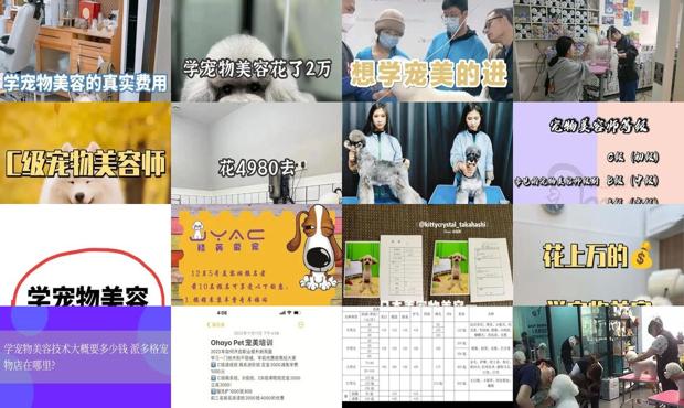 详细阅读:学宠物美容技术有前途吗 - 学宠物美容技术大概要多少钱 学宠物美容技术有前途吗 - 学宠物美容技术大概要多少钱